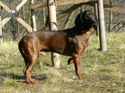 Chien de recherche au sang de la montagne bavaroise — photo de la race