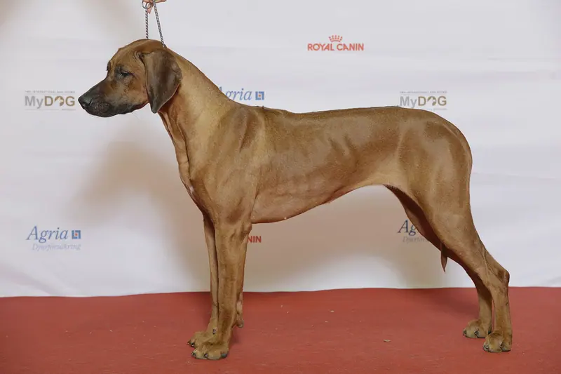 Chien de Rhodésie à crête dorsale — Grupp 6 RHODESIAN RIDGEBACK, NO JV-15 SE VCH Kadamo I’m In It For The Gold (23920356649)