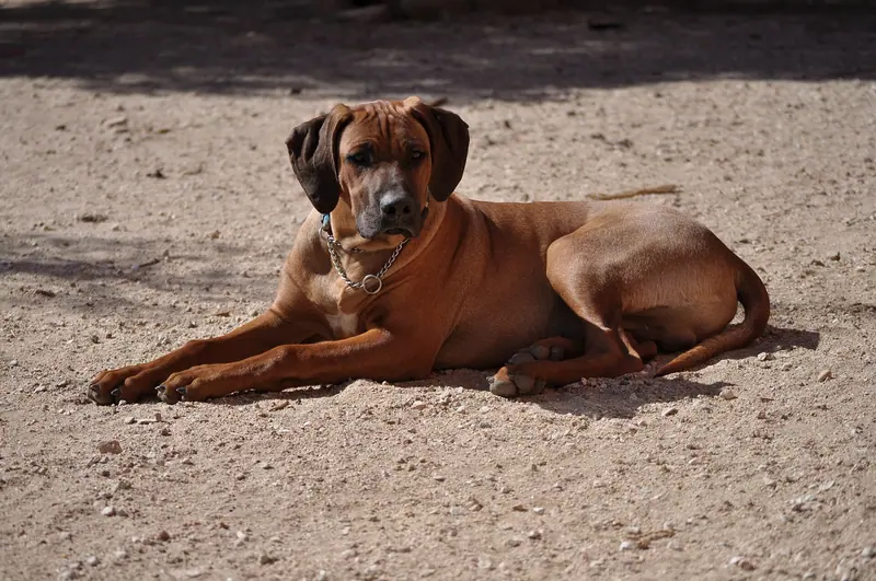 Chien de Rhodésie à crête dorsale — Ridgeback063