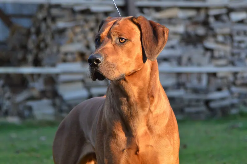 Chien de Rhodésie à crête dorsale — Red Wheaten Akani vorne
