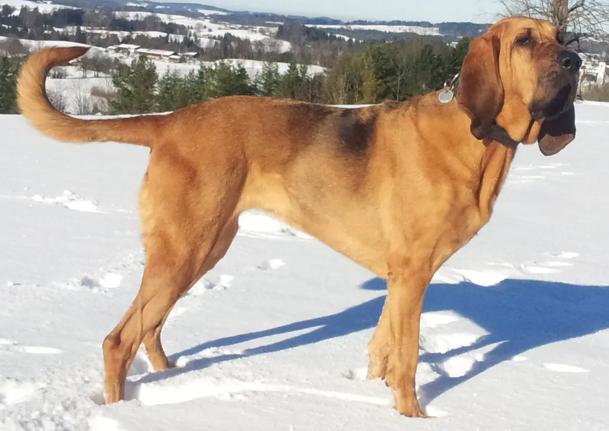 Chien de Saint-Hubert adulte, photographié en extérieur