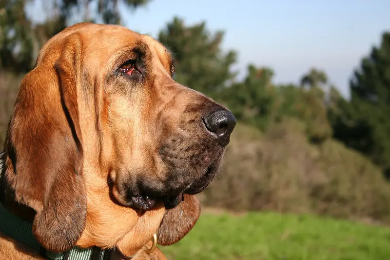 Chien de Saint-Hubert — Bloodhound portrait