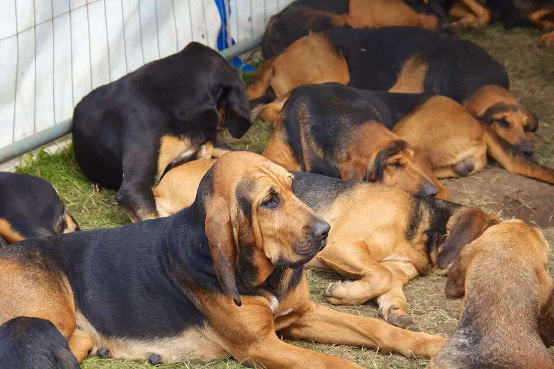 Chien de Saint-Hubert — Burne Bloodhounds, Cheshire Game and Country Fair 2014