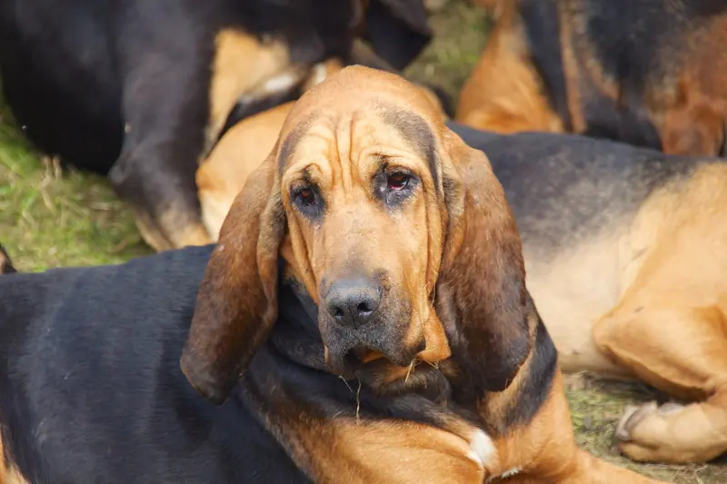 Chien de Saint-Hubert — Burne Bloodhounds, Cheshire Game and Country Fair 2014 1