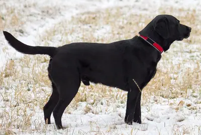 Chien de Saint-John