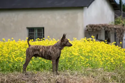Chien de Taïwan — photo de la race