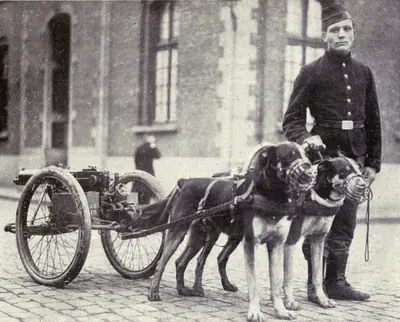 Chien de trait belge — photo de la race