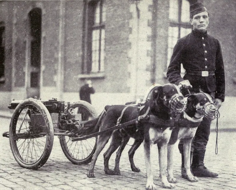 Chien de trait belge adulte, photographié en extérieur