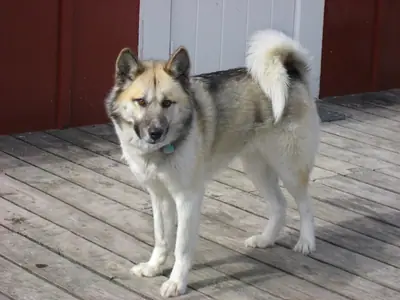 Chien du Groenland — photo de la race