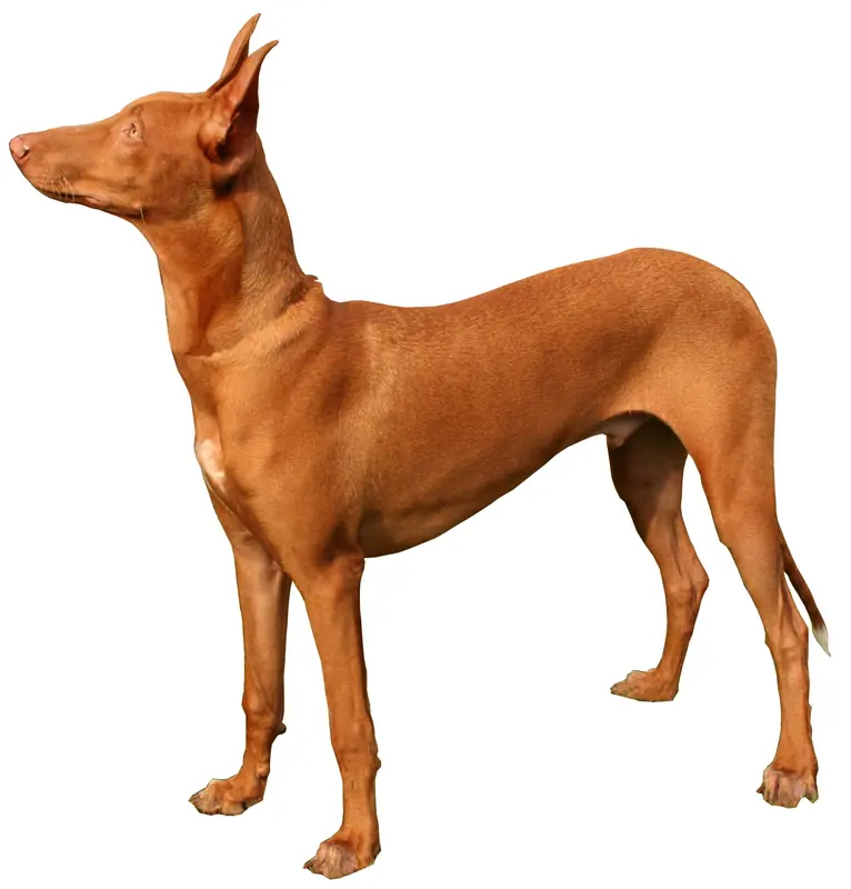 Chien du pharaon adulte, photographié en extérieur
