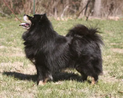 Chien finnois de Laponie — photo de la race