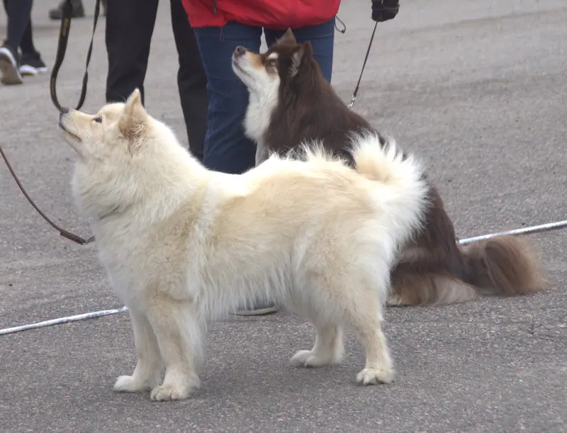 Chien finnois de Laponie — Finnishlapphundcream2