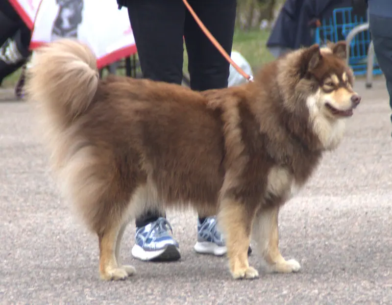 Chien finnois de Laponie — Finnishlapphundbrown&tan1