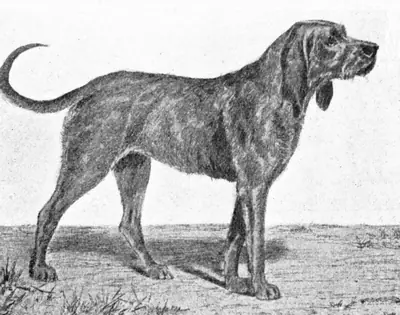 Chien gris de Saint-Louis