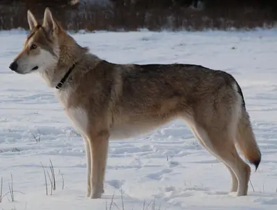 Chien-loup de Saarloos — photo de la race
