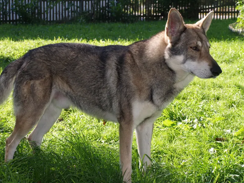 Chien-loup de Saarloos — Saarlooswolfhond Merlin v.d.Schattenwaldwoelfen