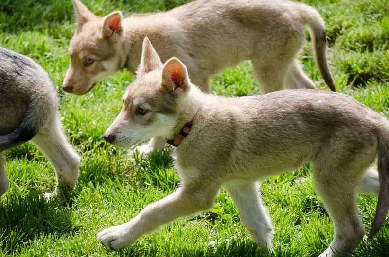 Chien-loup de Saarloos — Saarlooswelpen Netis Tala
