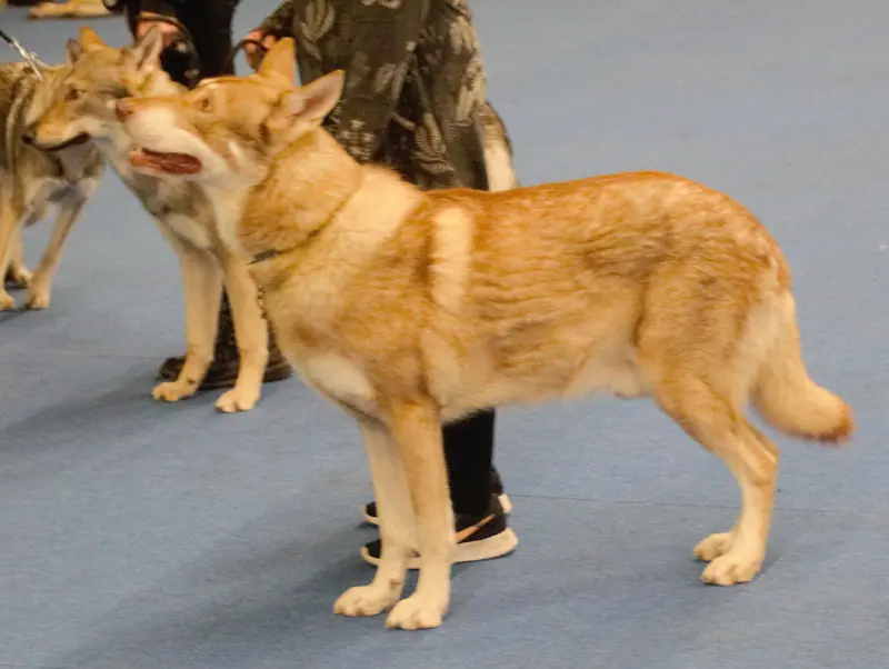 Chien-loup de Saarloos — Saarlooswolf3