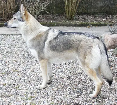 Chien-loup tchécoslovaque — photo de la race