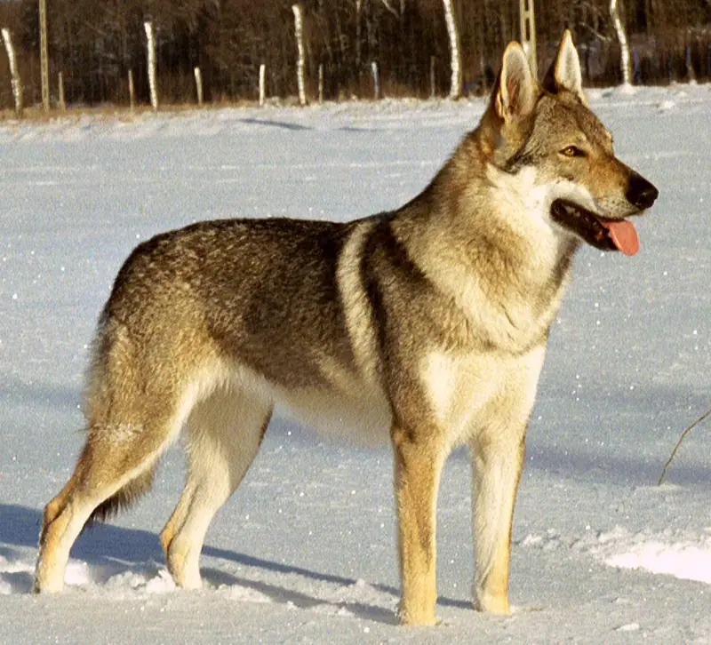 Chien-loup tchécoslovaque — TWH-jolly