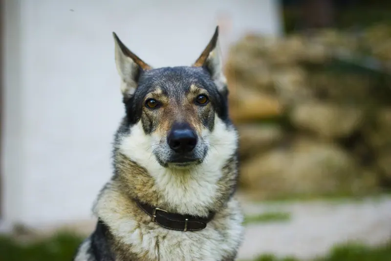 Chien-loup tchécoslovaque — Czechoslovakian Wolfdog portrait