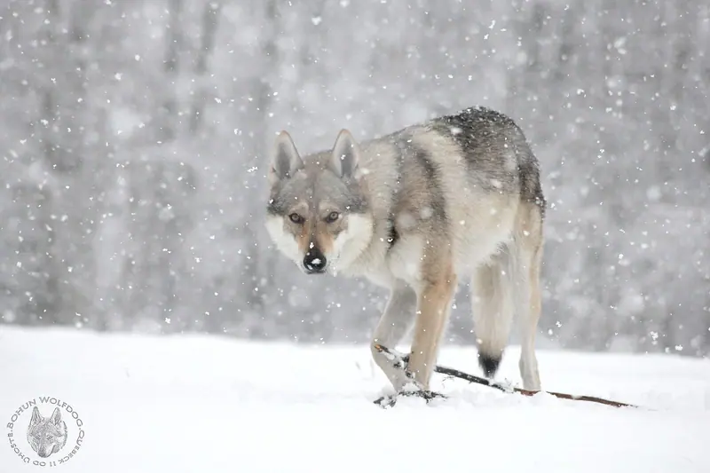 Chien-loup tchécoslovaque — Czechosłowacki Wilczak Bohun 05
