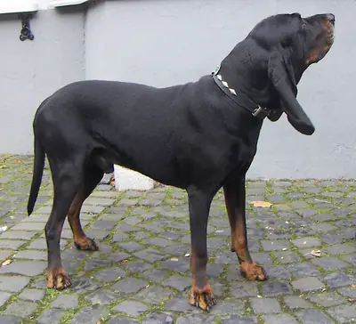 Chien noir et feu pour la chasse au raton laveur — photo de la race