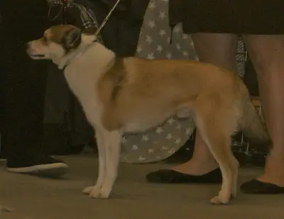 Chien norvégien de macareux — photo de la race