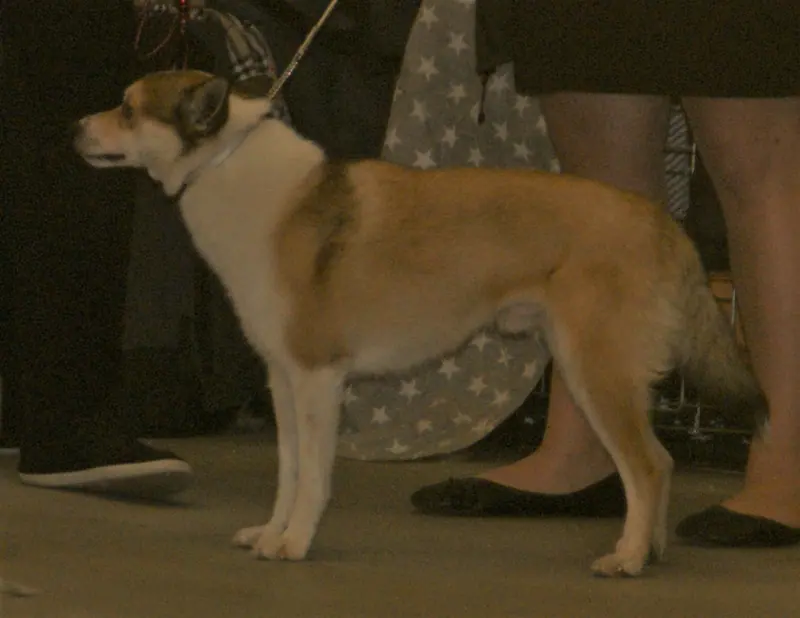 Chien norvégien de macareux adulte, photographié en extérieur
