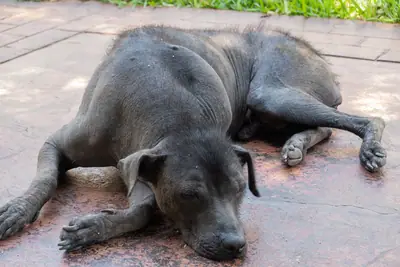 Chien nu du Pérou — photo de la race