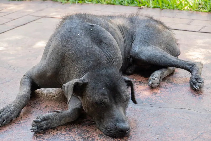 Chien nu du Pérou adulte, photographié en extérieur