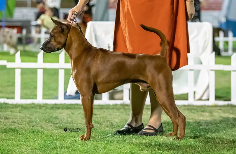 Chien thaïlandais à crête dorsale adulte, photographié en extérieur