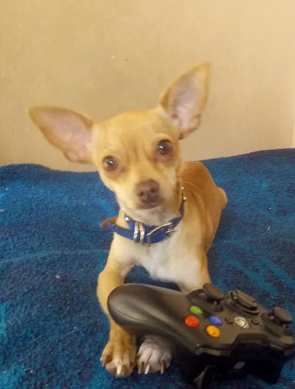 Chihuahua — Bambi emilio