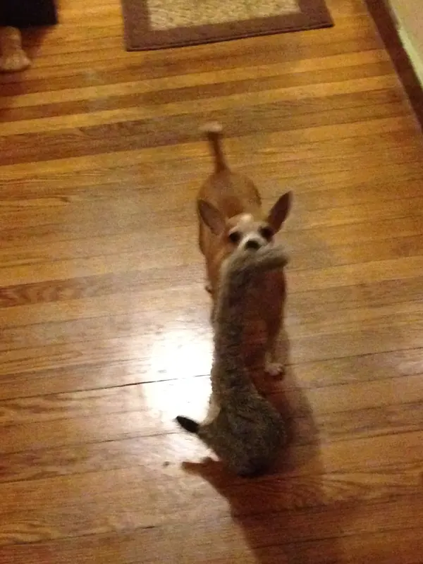 Chihuahua — A dog holding something in its mouth