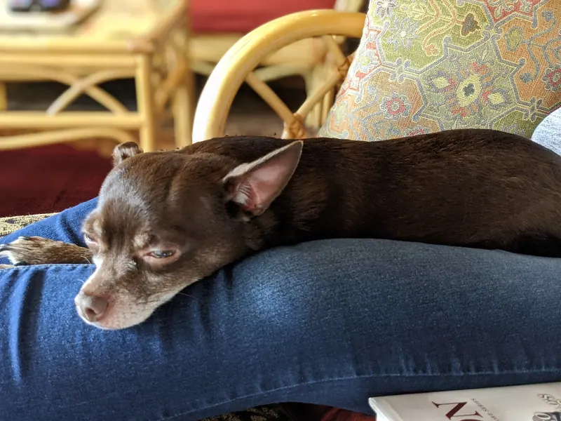 Chihuahua — 00100trPORTRAIT 00100 BURST20200417141352037 COVER