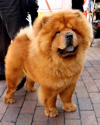 Chow-chow — photo de la race