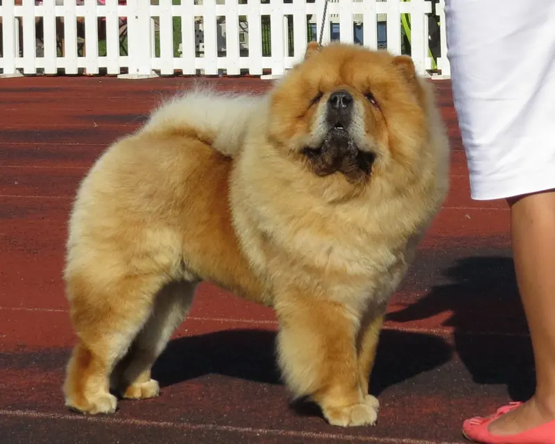 Chow-chow — Chow-chow