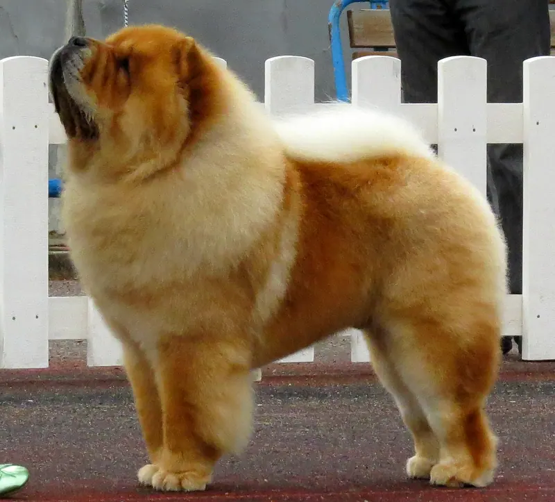 Chow-chow — Chow-chow in Tallinn