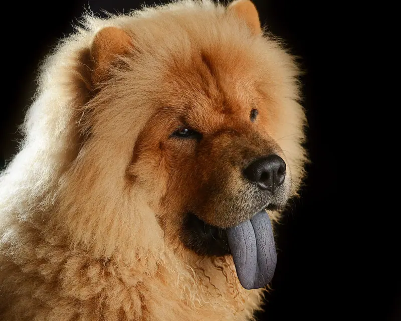 Chow-chow — 03 Bokeh the Chow