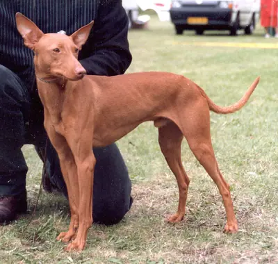 Cirneco de l'Etna — photo de la race