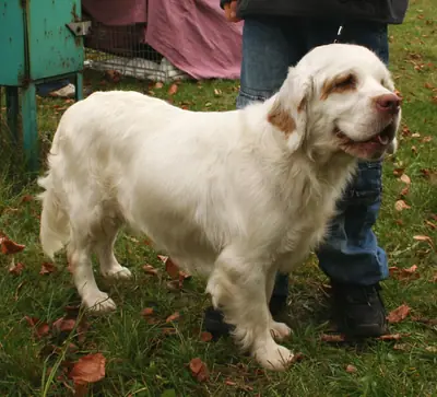 Clumber Spaniel — photo de la race
