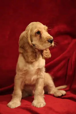 Cocker spaniel anglais — photo de la race