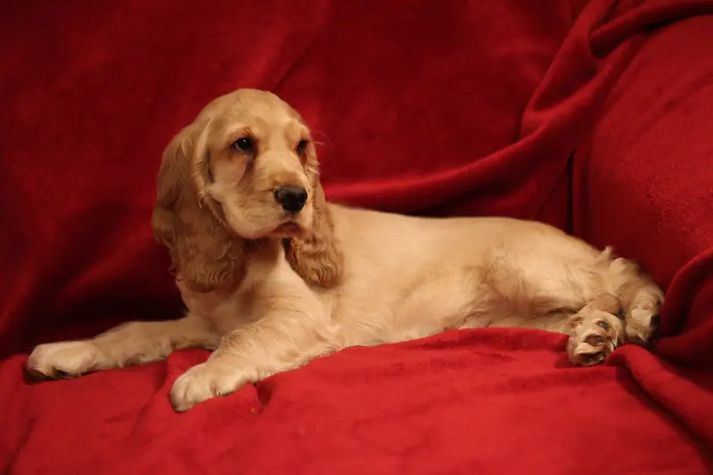 Cocker spaniel anglais — "Bill" - Cocker spaniel anglais 2