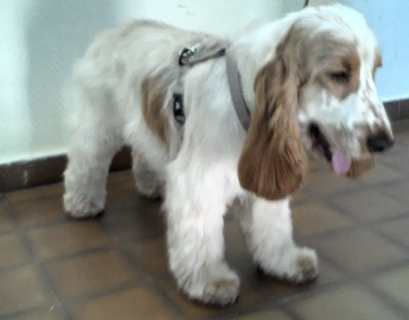 Cocker spaniel anglais — Icko cocker spaniel anglais