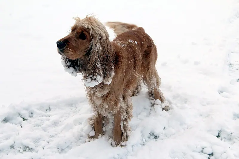 Cocker spaniel anglais — "Bill" - Cocker spaniel anglais 4