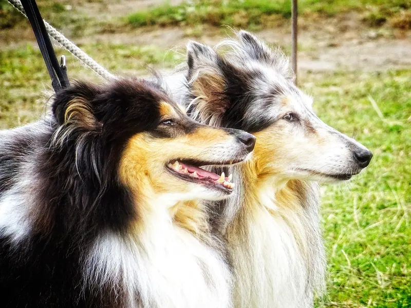 Colley à poil long — A Pair of Collies (30259765613)