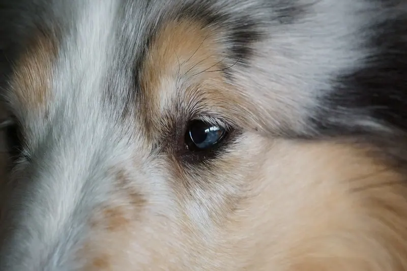 Colley à poil long — Blue Merle Rough Collie Eye