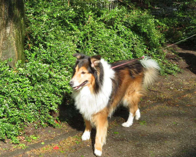 Colley à poil long — Collie - front view