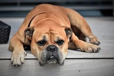 Continental Bulldog — photo de la race