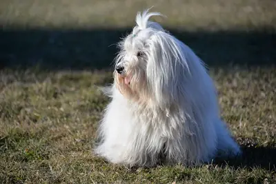 Coton de Tuléar — photo de la race